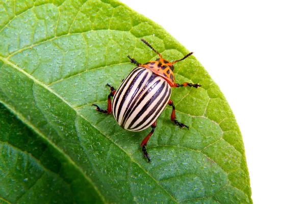 Imagen del escarabajo de Colorado en hoja de patata — Foto de Stock
