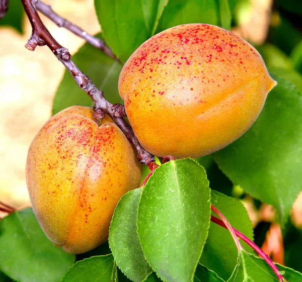 Ripe apricots on a tree branch — Stock Photo, Image