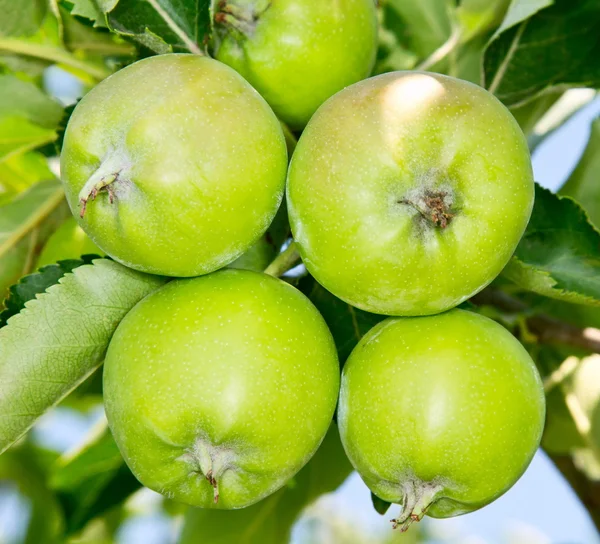 Four beautiful apples in an apple orchard — Stock Photo, Image