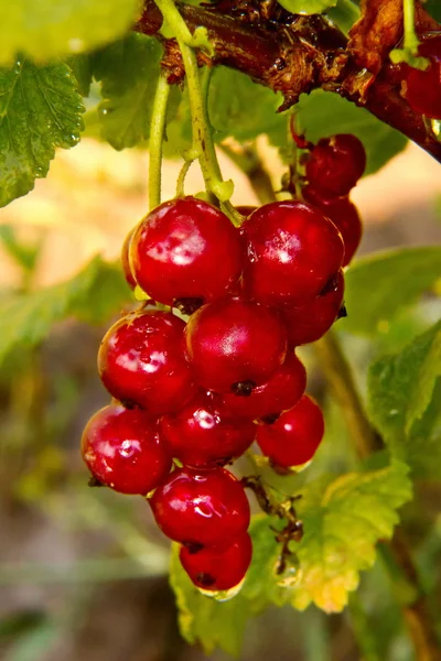 Bunch berries of red currant on a bush — Stock Photo, Image
