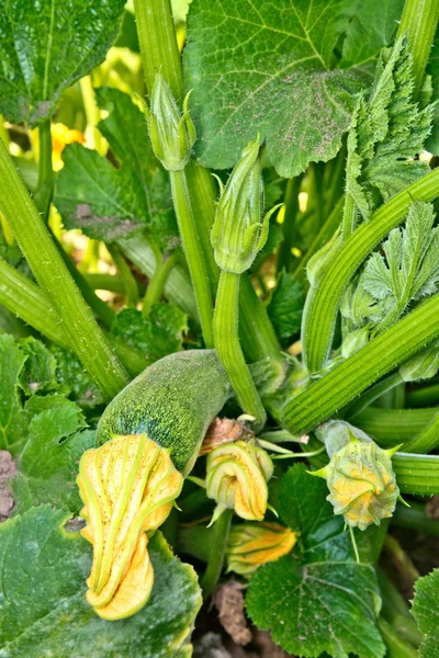 Image of a flower bud green zucchini — Stock Photo, Image