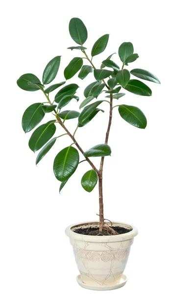 Ficus fleur dans un pot isolé sur blanc — Photo