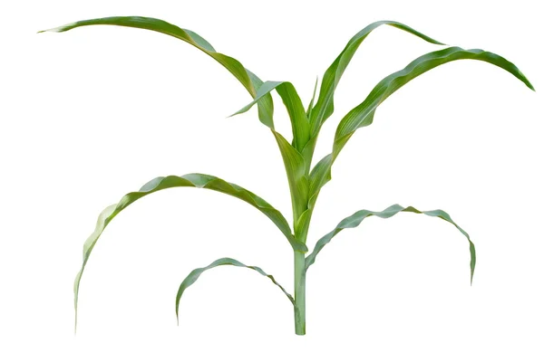 Imagen aislada de un tallo de maíz joven — Foto de Stock