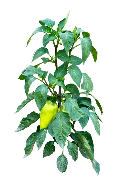 Image of garden plants green pepper — Stock Photo, Image