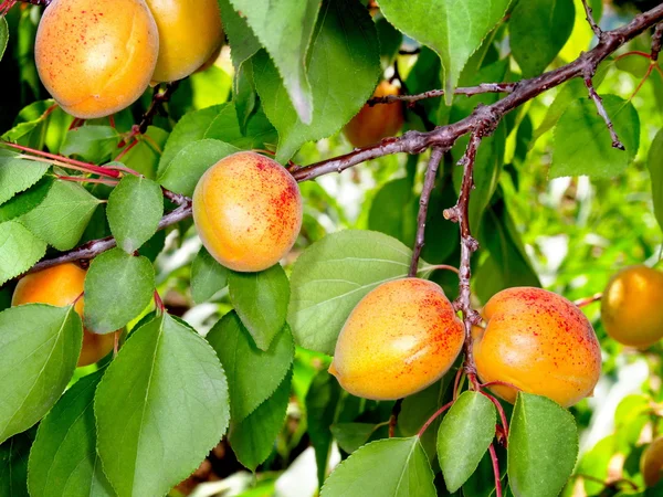 Ripe apricots on a tree branch — Stock Photo, Image