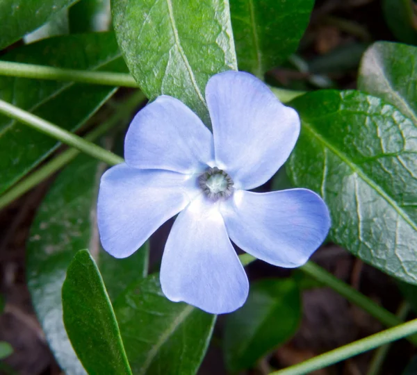 Afbeelding van een roos in de tuin in bloei — Stockfoto