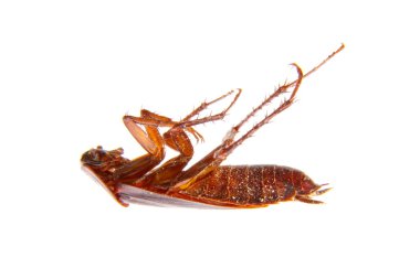 bir hamam böceği gezinme böcek haşere görüntüsü