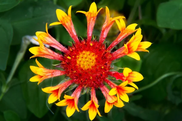 Image d'une belle fleur jaune — Photo