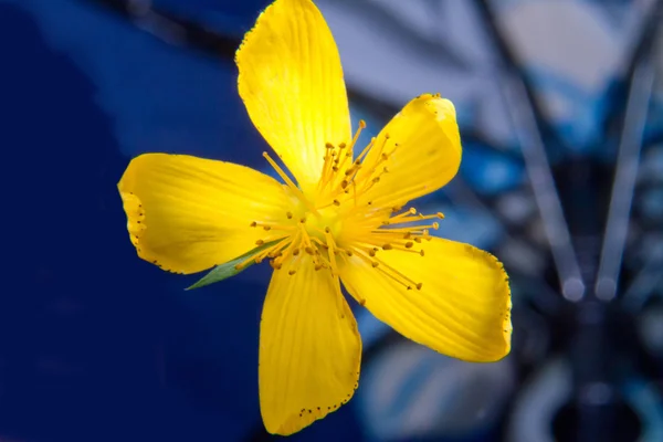 Bild av en vacker blommande gul — Stockfoto