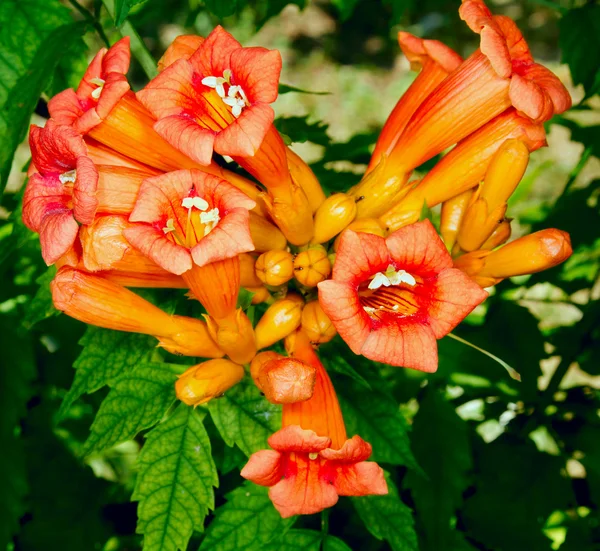 Imagen de una vid de flores jardín Kampsis — Foto de Stock