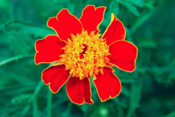 Imagem de uma bela flor jardim calêndula TAGETES — Fotografia de Stock