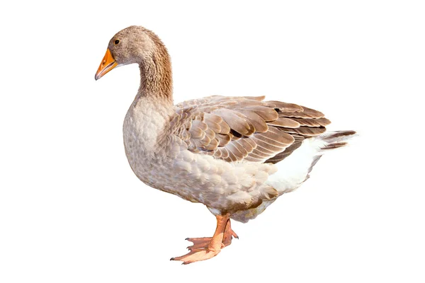 Home goose on a white background — Stock Photo, Image