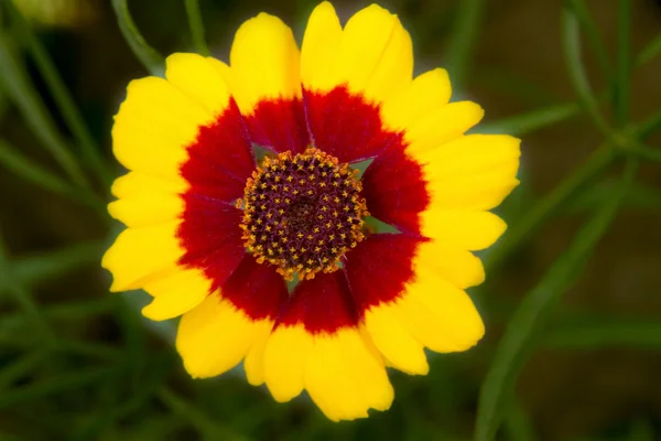 Изображение красивого цветущего цветника гайлардия — стоковое фото