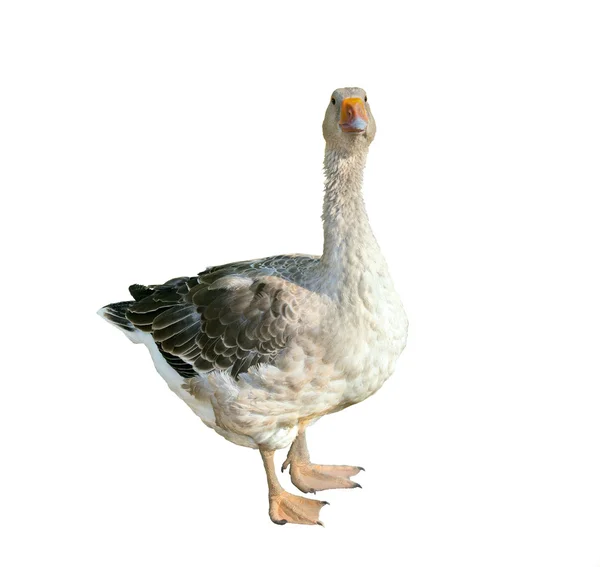 Domestic goose, standing and looking , isolated on white — Stock Photo, Image