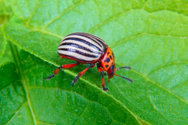 Afbeelding van colorado kever op aardappel blad — Stockfoto