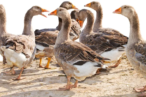 Mago de um bando de gansos na exploração avícola — Fotografia de Stock
