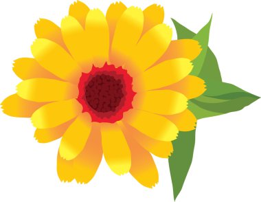 Bahçe Bitkileri çiçek calendula 1 resim