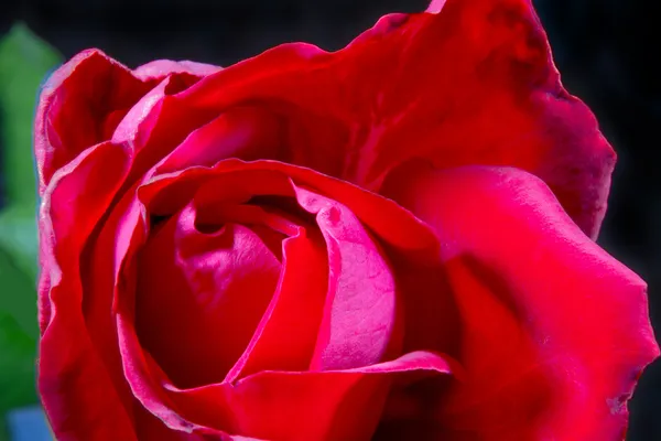 Imagen de un brote de rosa roja de cerca —  Fotos de Stock