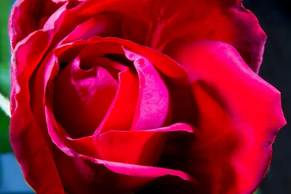 Imagen de un brote de rosa roja de cerca —  Fotos de Stock