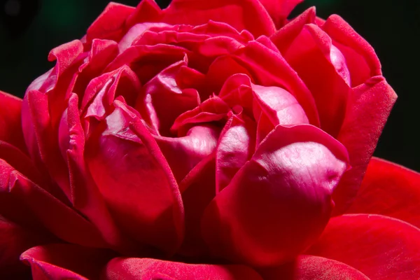 Image d'un gros plan d'un bourgeon de rose rouge — Photo