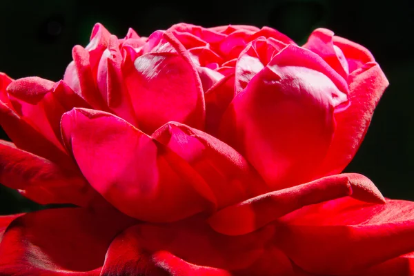 Image d'un gros plan d'un bourgeon de rose rouge — Photo