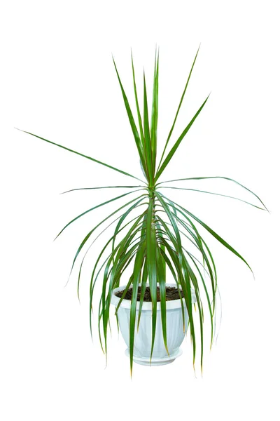 Afbeelding kamerplant dracaena palm in een pot — Stockfoto
