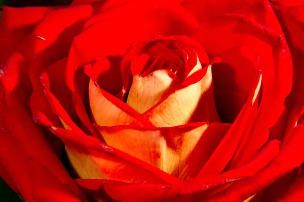 Obraz z bliska czerwonej róży pączek — Zdjęcie stockowe
