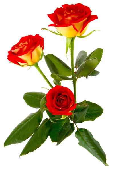 红玫瑰花蕾特写的形象 — 图库照片
