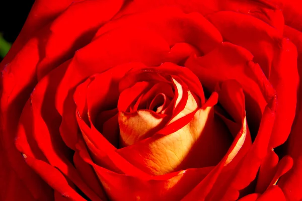 Obraz z bliska czerwonej róży pączek — Zdjęcie stockowe