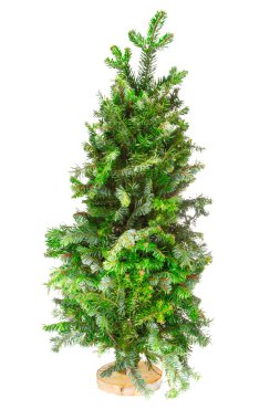 küçük ağaç Noel ağacı bir stand