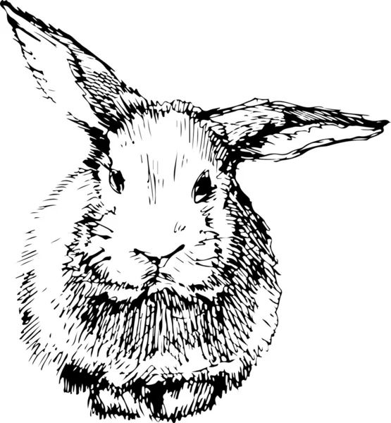 Image d'un lapin aux longues oreilles — Image vectorielle