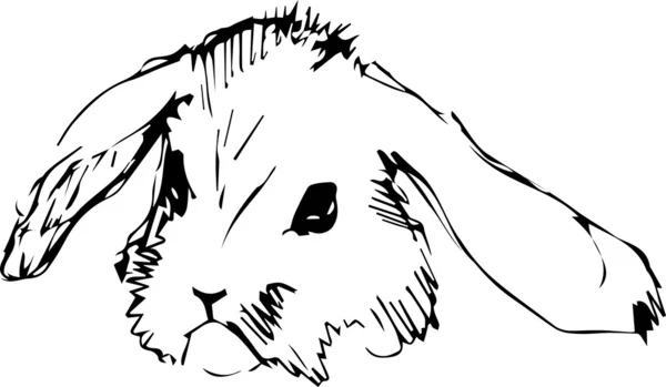 Image d'un lapin aux longues oreilles — Image vectorielle