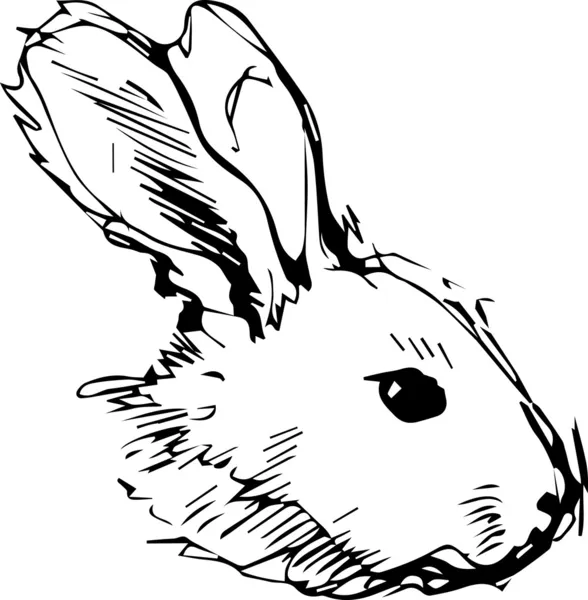 Image d'un lapin aux longues oreilles — Image vectorielle