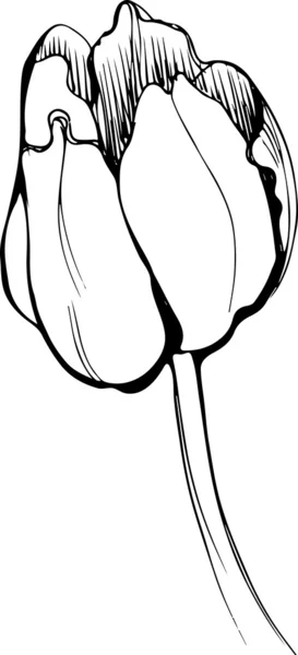 Ilustração vetorial de um belo botão de tulipa de flor de primavera — Vetor de Stock