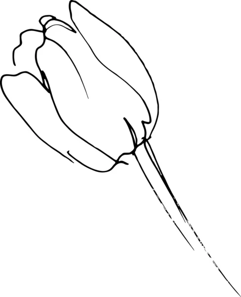 Красивий весняний квітковий тюльпан-бутон — стоковий вектор