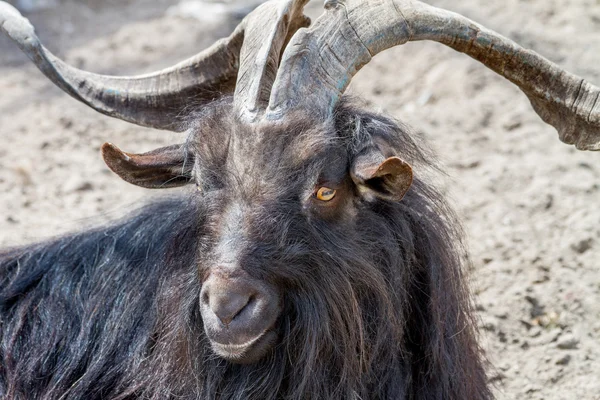 Foto van een zwarte geit met grote horens en zwarte haren — Stockfoto
