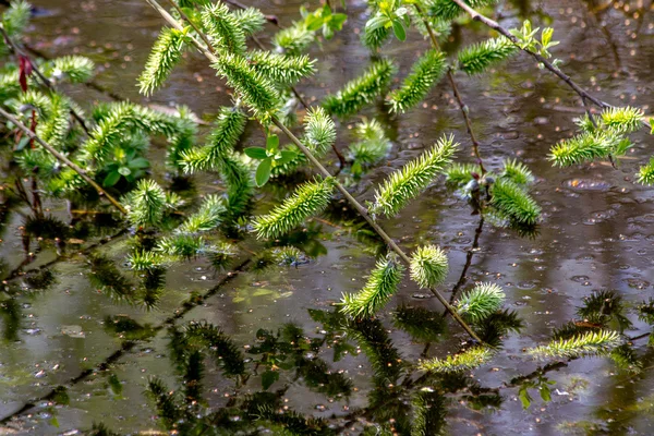 Preview tree branches fell into the pond and blossom — Stock Photo, Image