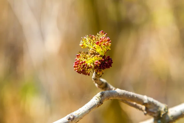 Imagen de un pequeño árbol en ramas florecientes de primavera —  Fotos de Stock