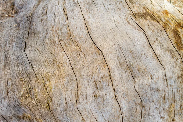 Image texture of old tree without bark — Stock Photo, Image