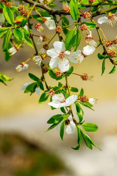 Previsualizar ramitas con flor árbol frutal joven —  Fotos de Stock