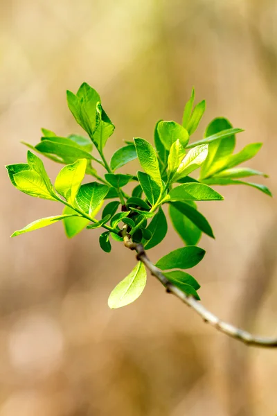 Beeld van jonge twijgen met groene bladeren — Stockfoto