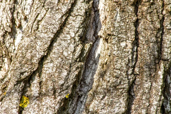 Eski bir ağaç kabuğu doku portre resim — Stok fotoğraf