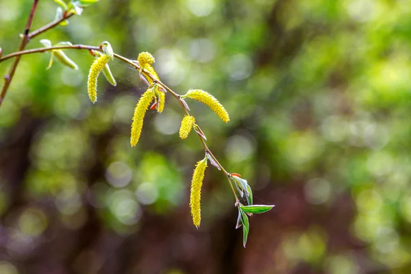 Preview blossoming young twigs of willow — Stock Photo, Image