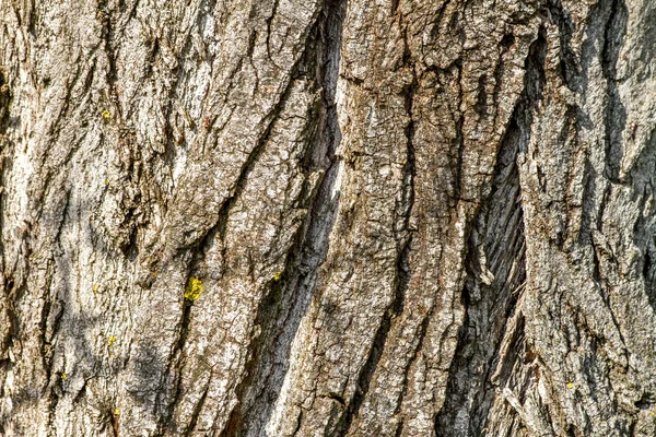 Imagen de primer plano de una textura de corteza de árbol viejo — Foto de Stock