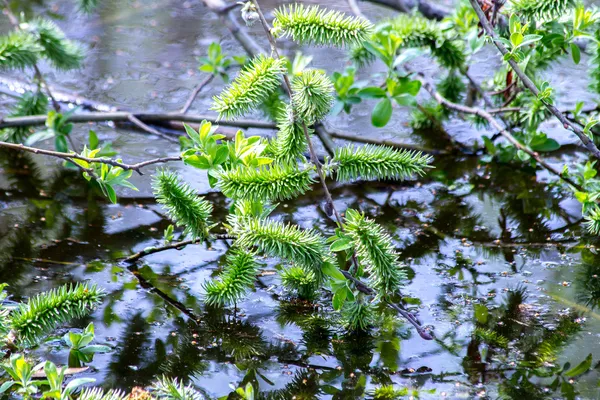 Visualizar galhos de árvores caiu na lagoa e flor — Fotografia de Stock
