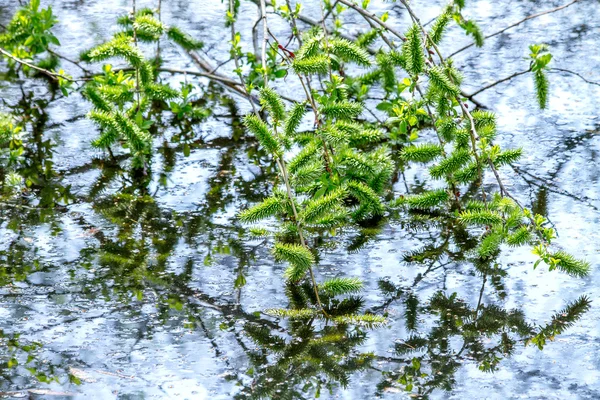 Äste fielen in Teich und blühen — Stockfoto
