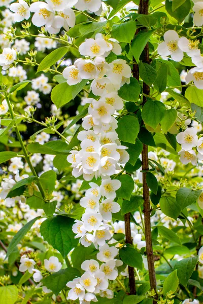 Voorbeeld plant takje bloem bloeien jasmijn — Stockfoto