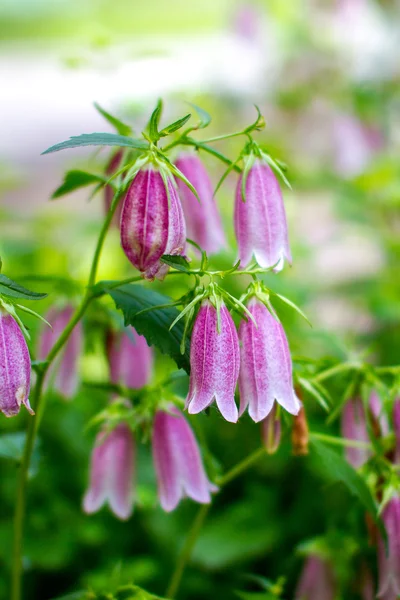 Lila Glockenblume auf der grünen Wiese — Stockfoto