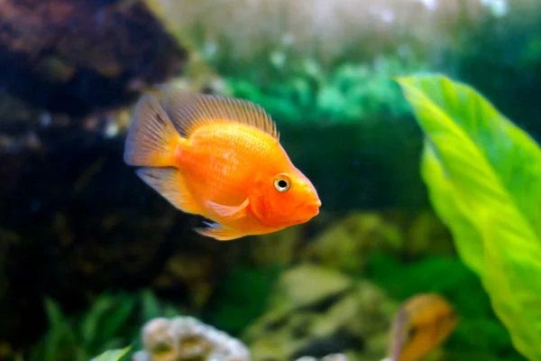 Beautiful aquarium decorative orange parrot fish — Stock Photo, Image