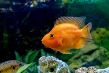 güzel akvaryum dekoratif turuncu papağan balık 